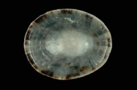 龜甲笠螺藏品圖，第4張